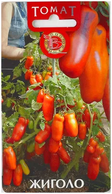 Семена томатов Жиголо 40шт Биотехника 26618775 купить в интернет-магазине  Wildberries