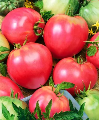 ТОМАТИНКА Семена томатов ЖИГОЛО набор из 2 шт.