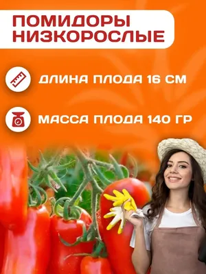 Томат Ильди (Биотехника) — купить по низкой цене на Яндекс Маркете