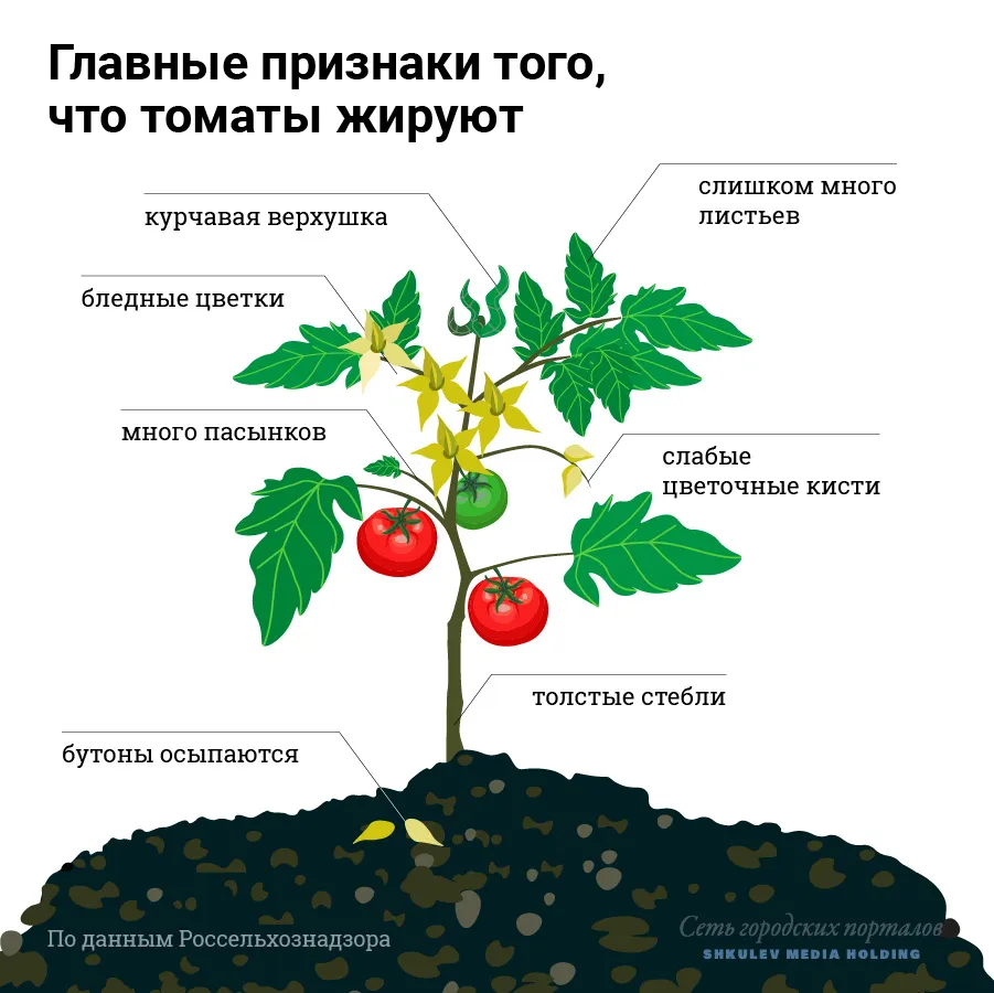 Что делать если помидоры жируют. Жирование томатов. Схема выращивания томатов. Признаки жирования томатов. Жирование помидоров в теплице.