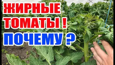 От чего помидоры жируют в теплице: 5 причин - Все о теплицах