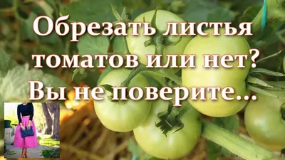 Никогда не вносите эти удобрения под помидоры: сами губите и потом  удивляетесь