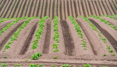 Технологии выращивания картофеля: гребневая и голландская | НПО «Мелиоратор»