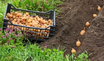 Посадка картофеля в гребни: видео