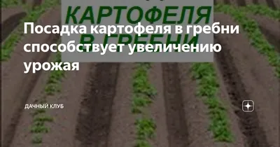 Как вырастить картошку на участке - Темы недели - Журнал - FORUMHOUSE