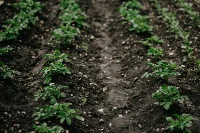 12 способов посадки картофеля: традиционные и новые | На грядке (Огород.ru)