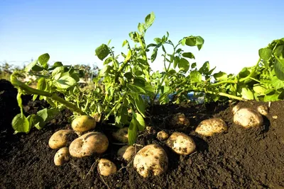 10 способов посадки картофеля — Ботаничка