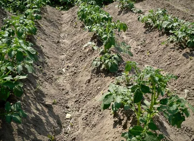 Как вырастить картошку на участке - Темы недели - Журнал - FORUMHOUSE