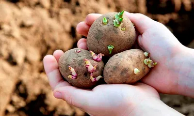 irinapodvorie - Кто еще не посадил картофель? Вот вам советы по посадке. Мы  опишем несколько основных способов выращивания картофеля, используемых как  иностранными, так и отечественными огородниками. Какой из них выбрать,  решайте сами.