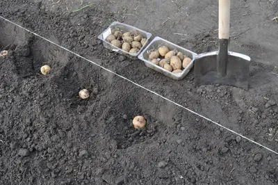 Пора копать картошку?: Общество: Облгазета