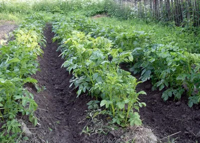 Когда сажать картошку 2023 посадка картофеля в землю клубнями и семенами  весной