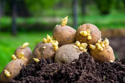 Голландская технология выращивания картофеля – особенности и преимущества
