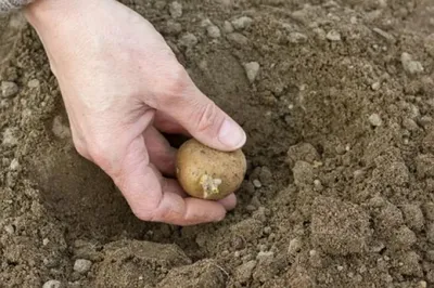 Как и когда сажать картофель - рекомендации экспертов Башкирского НИИ  сельского хозяйства