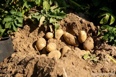 Четыре способа и зачем нужна заостренная жердь. Особенности посадки  картофеля в Якутии — Улус Медиа