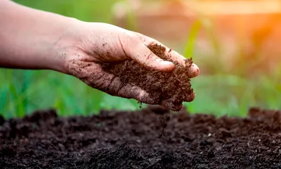 Правильная обработка почвы под картофель, техника вспашки земли для картошки