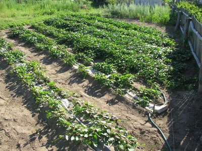 Выращиваем картофель на приусадебном участке: 5 секретов небывалого урожая  - Форум Все сорта