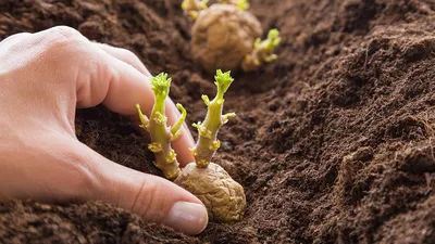 Как увеличить урожайность картофеля на 30-40%. Советы агронома-технолога —  Latifundist.com
