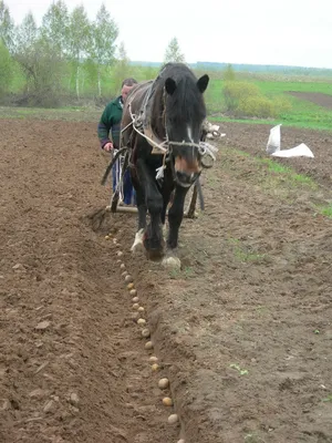Когда сажать картошку весной 2023, посадка картофеля в Украине