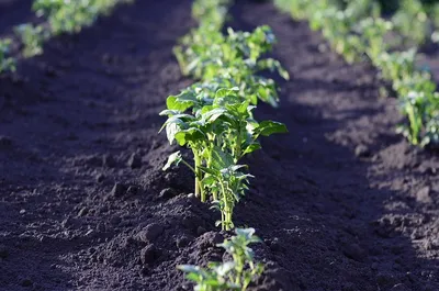 Посадка картофеля без копки: труда меньше – урожай больше | Незнайка на  даче | Дзен