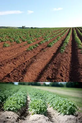 Методы выращивания картофеля – блог интернет-магазина Порядок.ру