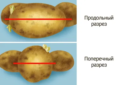 В Сибири опробовали голландскую технологию посадки картошки - Российская  газета