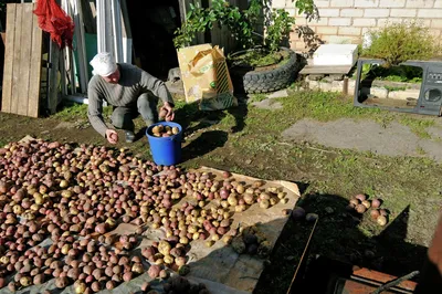 Чтобы быть с урожаем, надо учесть важные нюансы посадки картофеля