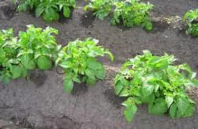 Много Урожайная посадка картошки,Голландский метод - YouTube