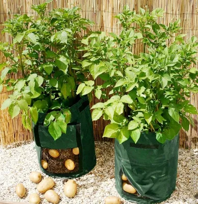 Если у вас на участке нет достаточно земли, но хочется свою молодую  картошечку – посадите ее в мешки | Уютный дом в цветущем саду | Дзен