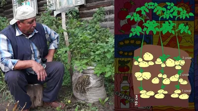 How to grow POTATOES IN a BAG! A unique method of growing  potatoes!│Bashinkom - YouTube