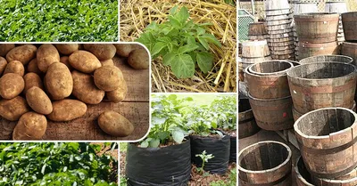 Традиционные и новые способы выращивания картофеля: плюсы и минусы каждого  | На грядке (Огород.ru)