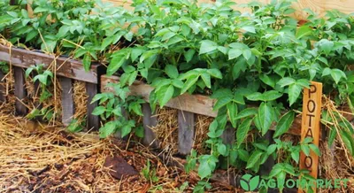 Как посадить картофель по китайски: подробная технология и советы от  опытных садоводов - Agro-Market
