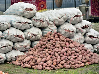 Сколько картофеля собрали в Таджикистане в 2023 году