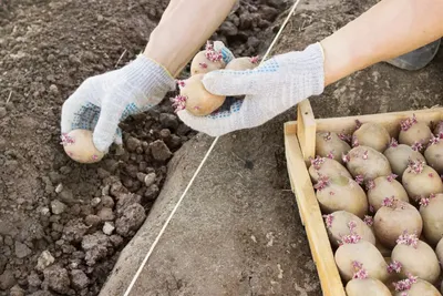🍠Посадка картофеля: как подготовить грядки и как правильно сажать. Как  подготовить картофель для посадки
