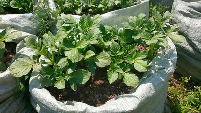 Посадка картофеля в мешках или как посадить картошку и не занять много  места! | moyasotka | Дзен
