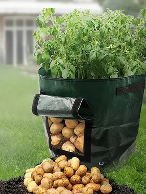 Выращиваем картофель в горшках и мешках — vazon.by