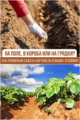 На поле, в короба или на грядки? Как правильно сажать картофель в ваших  условиях | Растения, Картофель, Огород