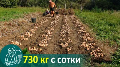 Growing Potatoes with a Slope without Hilling 🚀 Potato Cultivation  According to Gordeev's Technology - YouTube