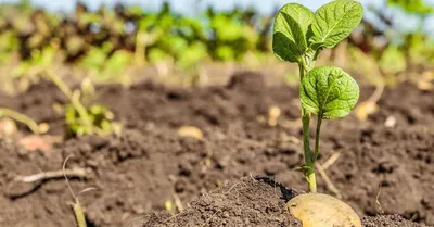 5 способов посадить картофель от пяти разных агрономов | На грядке  (Огород.ru)