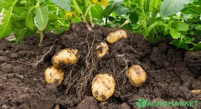 Как посадить картофель по китайски: подробная технология и советы от  опытных садоводов - Agro-Market