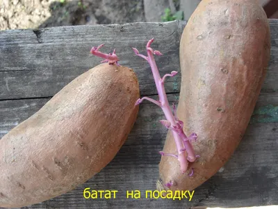 6 советов - как посадить картофель и получить урожай в мае 2022 г › Статьи  › 47новостей из Ленинградской области