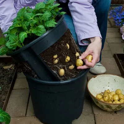 Садовый Мир » Выращивание картофеля - от посадки до уборки