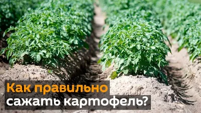 Посадка картофеля в мешках - пошаговое описание метода, правила выращивания  и ухода