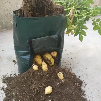 Альтернативные способы посадки картошки - картошка в бочках, мешках и  коробах.