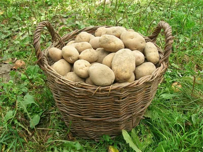 Купить Выращивание картофеля, посадка, тканые тканевые мешки, садовые  горшки, кашпо, мешки для посадки овощей, сумка для выращивания, ферма,  домашний сад | Joom