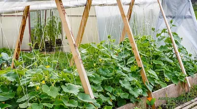 Planting Cucumbers in the Greenhouse Seed for Early Harvest - YouTube