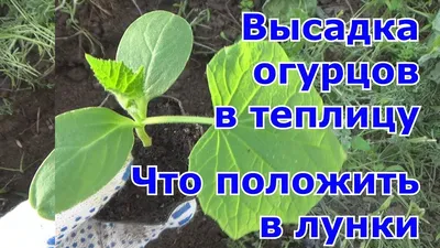 Высадка рассады огурцов в теплицу. Чем наполнить лунки для отличного урожая  - YouTube