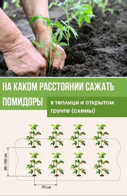 Огурцы. Уход и выращивание в теплице