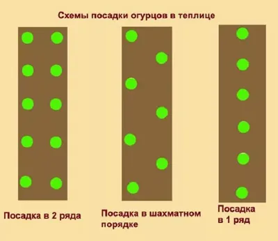 ВЫРАЩИВАНИЕ ОГУРЦОВ И ТОМАТОВ В ТЕПЛИЦЕ - AGRO.UZ