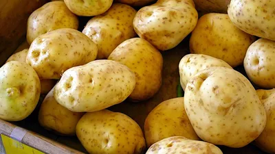 Поздние сорта картофеля фото фото
