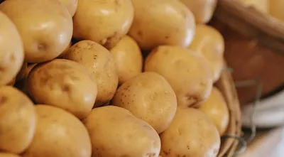 Топ-10 лучших сортов картофеля | AlphaNews | Дзен